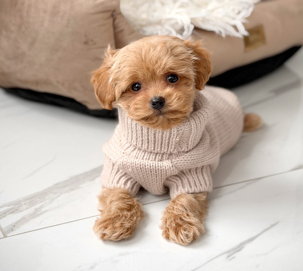 Boy Teddy