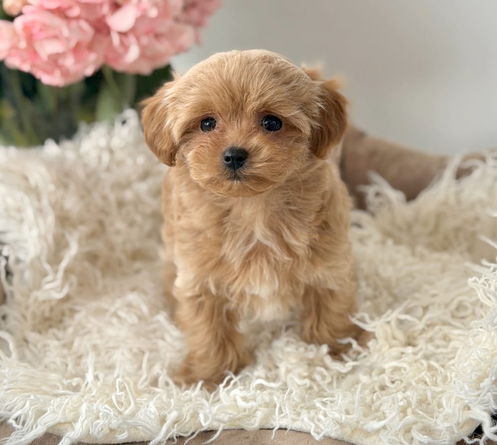 Boy Teddy