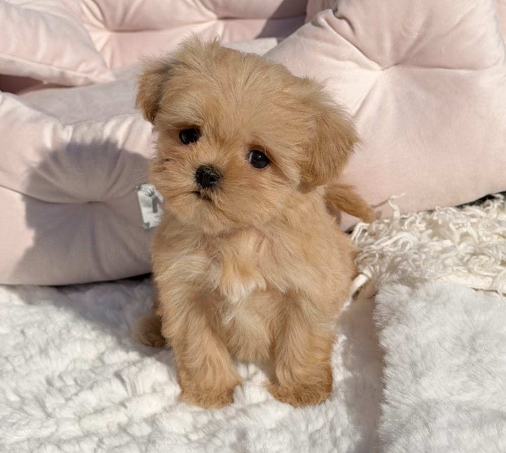 Girl Cookie