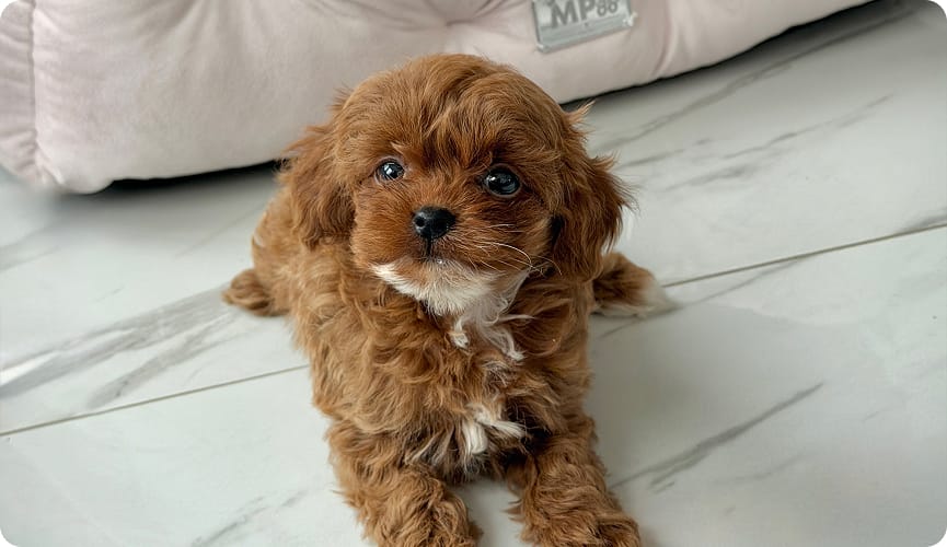 List of dangerous foods for Maltipoo: what you should never feed them