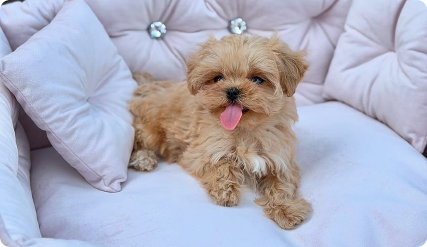 How Does a Maltipoo Differ from a Maltese and a Toy Poodle? A Comparison for Those Looking to Choose