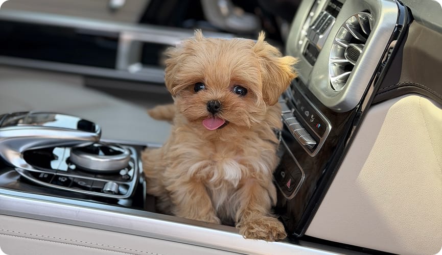 Maltipoo and allergies: How to test yourself before buying and what to consider