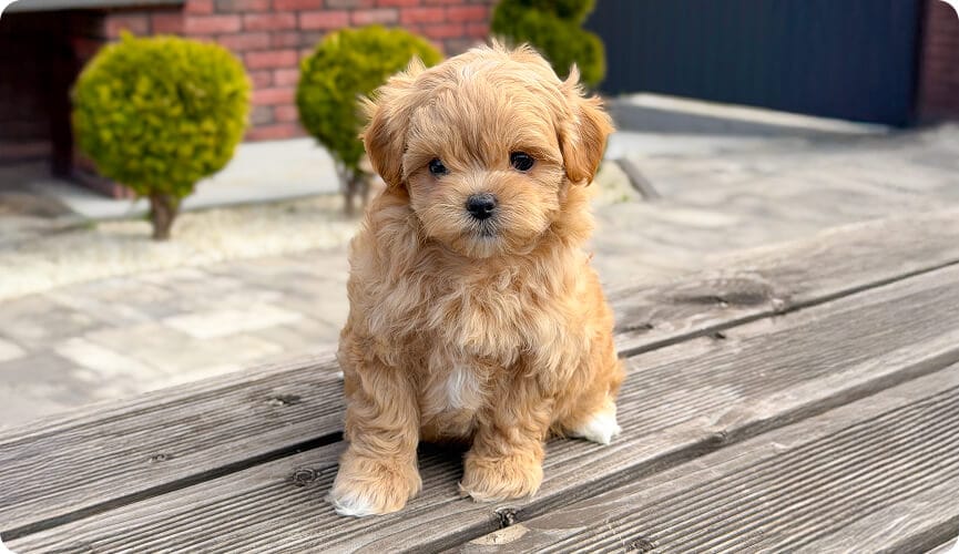 How to buy a Maltipoo in Ukraine: what to look for