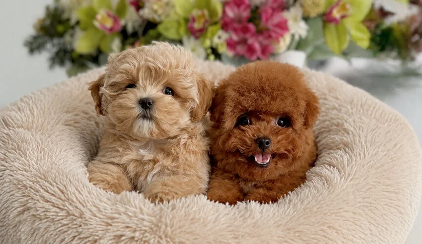 Maltipoo F1 and F2: What Do These Designations Mean?