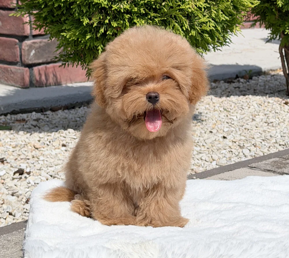 Girl Berry
